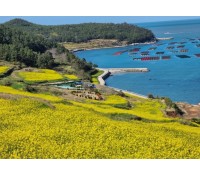 [상품코드 5004]  1박2일 - 청산도여행 [KTX] [SRT] 청산도*완도*해남 대흥사 **(청산도 내 숙박)** (가이드동행)식사(5식-전일정제공)