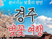 [ 당일 - 경주벚꽃 황리단길기차여행 ] [KTX/봄꽃] 경주 보문단지 왕벚꽃 당일 기차여행 (황리단길 동궁과월지 대릉원 첨성대) 3/21~4/12