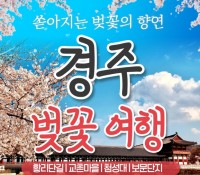 [ 당일 - 경주벚꽃 황리단길기차여행 ] [KTX/봄꽃] 경주 보문단지 왕벚꽃 당일 기차여행 (황리단길 동궁과월지 대릉원 첨성대) 3/21~4/12
