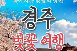 [ 당일 - 경주벚꽃 황리단길기차여행 ] [KTX/봄꽃] 경주 보문단지 왕벚꽃 당일 기차여행 (황리단길 동궁과월지 대릉원 첨성대) 3/21~4/12