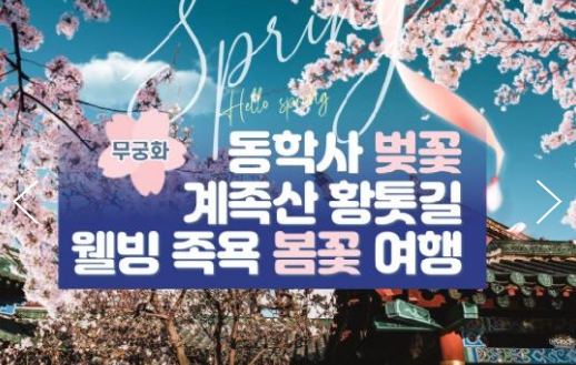 [ 당일 - 봄꽃기차여행 ] 무궁화호 - 계룡산 동학사 벚꽃 & 계족산 황톳길 & 웰빙 족욕 여행