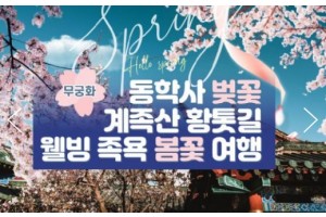 [ 당일 - 봄꽃기차여행 ] 무궁화호 - 계룡산 동학사 벚꽃 & 계족산 황톳길 & 웰빙 족욕 여행