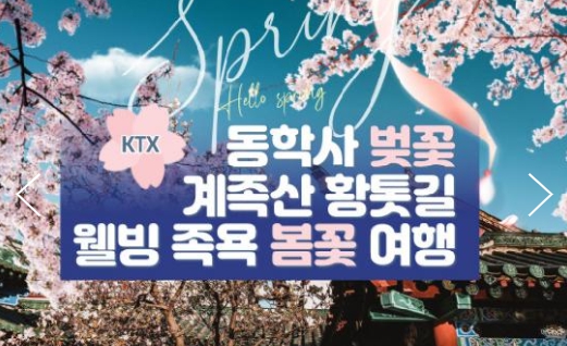 [ 당일 - 봄꽃기차여행 ] 동대구,김천구미 출발 KTX - 계룡산 동학사 벚꽃 & 계족산 황톳길 & 웰빙 족욕 봄꽃여행