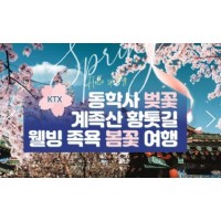 [ 당일 - 봄꽃기차여행 ] 동대구,김천구미 출발 KTX - 계룡산 동학사 벚꽃 & 계족산 황톳길 & 웰빙 족욕 봄꽃여행