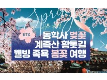 [ 당일 - 봄꽃기차여행 ] 동대구,김천구미 출발 KTX - 계룡산 동학사 벚꽃 & 계족산 황톳길 & 웰빙 족욕 봄꽃여행