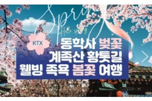 [ 당일 - 봄꽃기차여행 ] 동대구,김천구미 출발 KTX - 계룡산 동학사 벚꽃 & 계족산 황톳길 & 웰빙 족욕 봄꽃여행