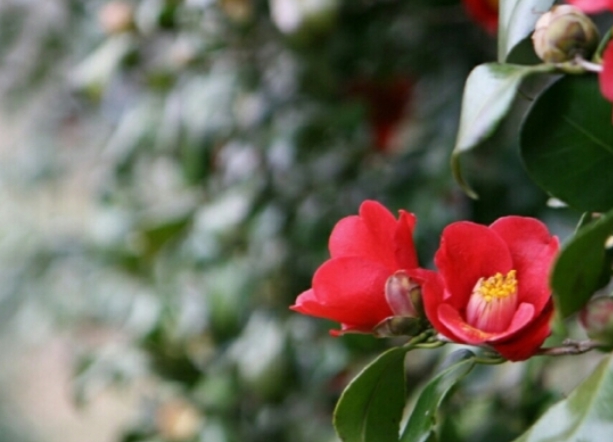 [상품코드 4803] 당일 -벚꽃+청보리+동백꽃여행 ♥봄꽃♥ [KTX-당일]고창 상하농원 청보리+석정리 벚꽃+선운사 동백 (3/28~4/12일까지)