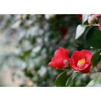 [상품코드 4803] 당일 -벚꽃+청보리+동백꽃여행 ♥봄꽃♥ [KTX-당일]고창 상하농원 청보리+석정리 벚꽃+선운사 동백 (3/28~4/12일까지)