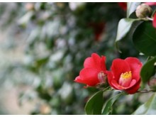 [상품코드 4803] 당일 -벚꽃+청보리+동백꽃여행 ♥봄꽃♥ [KTX-당일]고창 상하농원 청보리+석정리 벚꽃+선운사 동백 (3/28~4/12일까지)