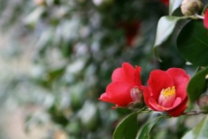 [상품코드 4803] 당일 -벚꽃+청보리+동백꽃여행 ♥봄꽃♥ [KTX-당일]고창 상하농원 청보리+석정리 벚꽃+선운사 동백 (3/28~4/12일까지)