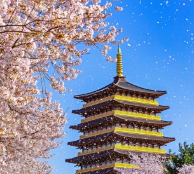 [상품코드 4804] 당일 - 왕벚꽃기차여행 ♥봄꽃♥ [KTX / SRT -당일]경주왕벚꽃 보문호 황룡원+황리단길 (3/20~4/12)