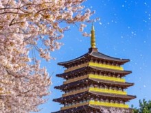 [상품코드 4804] 당일 - 왕벚꽃기차여행 ♥봄꽃♥ [KTX / SRT -당일]경주왕벚꽃 보문호 황룡원+황리단길 (3/20~4/12)