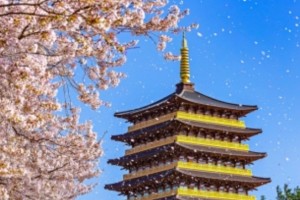 [상품코드 4804] 당일 - 왕벚꽃기차여행 ♥봄꽃♥ [KTX / SRT -당일]경주왕벚꽃 보문호 황룡원+황리단길 (3/20~4/12)