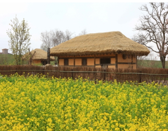 [상품코드 4808] 당일 - 개심사+간월도 여행 ♥봄꽃♥ [수원,평택,천안,아산 출발]몽글몽글 개심사 대왕벚꽃+간월암+해미읍성 (인솔자동행) 4월~