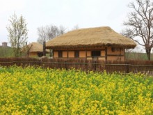 [상품코드 4808] 당일 - 개심사+간월도 여행 ♥봄꽃♥ [수원,평택,천안,아산 출발]몽글몽글 개심사 대왕벚꽃+간월암+해미읍성 (인솔자동행) 4월~