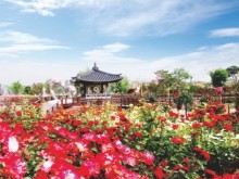 [상품코드 4801] 당일 - 곡성장미+전주한옥마을 ♥봄꽃♥ [KTX+버스]곡성 세계장미축제+전주한옥마을(5/16~25)