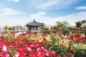 [상품코드 4801] 당일 - 곡성장미+전주한옥마을 ♥봄꽃♥ [KTX+버스]곡성 세계장미축제+전주한옥마을(5/16~25)