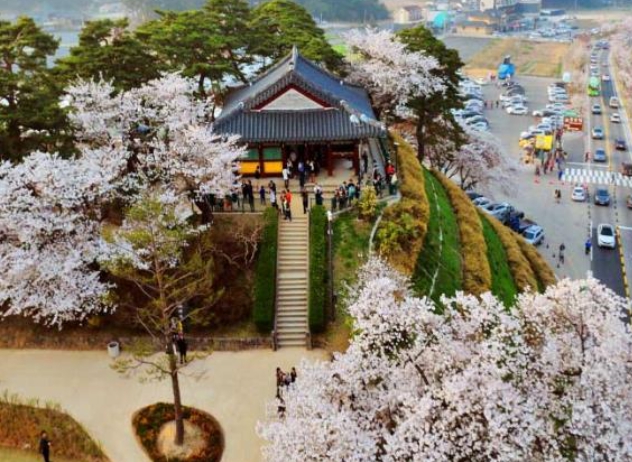 [상품코드 4899] 당일 - 경포대벚꽃여행 ♥봄꽃♥[KTX-당일]벚꽃 흩날리는 강릉 경포+안목커피거리 (4/3~12)