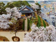 [상품코드 4899] 당일 - 경포대벚꽃여행 ♥봄꽃♥[KTX-당일]벚꽃 흩날리는 강릉 경포+안목커피거리 (4/3~12)