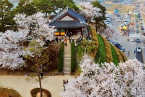 [상품코드 4899] 당일 - 경포대벚꽃여행 ♥봄꽃♥[KTX-당일]벚꽃 흩날리는 강릉 경포+안목커피거리 (4/3~12)