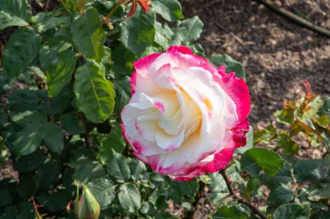 [상품코드 4399] 당일 - 삼척장미축제여행 ♥봄꽃♥[KTX-당일]다함께 로~즈 삼척장미축제+묵호 (5/19~25)