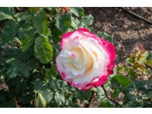 [상품코드 4399] 당일 - 삼척장미축제여행 ♥봄꽃♥[KTX-당일]다함께 로~즈 삼척장미축제+묵호 (5/19~25)