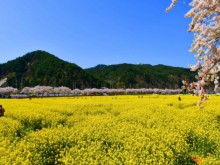 [상품코드 4194] 당일 -  강원도유채꽃여행 ♥봄꽃♥[KTX-당일]노랑 물결 맹방유채꽃축제+묵호항+강릉(4/3~19)