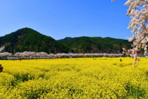 [상품코드 4194] 당일 -  강원도유채꽃여행 ♥봄꽃♥[KTX-당일]노랑 물결 맹방유채꽃축제+묵호항+강릉(4/3~19)