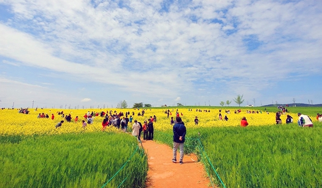 [상품코드 5808] 당일 - [KTX] 고창 청보리축제 * 선운사 동백꽃 당일 (4/18~5/10)(중식제공)