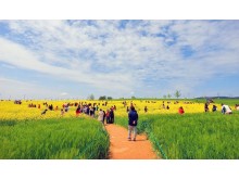 [상품코드 5808] 당일 - [KTX] 고창 청보리축제 * 선운사 동백꽃 당일 (4/18~5/10)(중식제공)