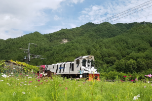 [상품코드 5974] 당일 - 정동진 바다+협곡열차(V-train)+철암-승부-양원-분천-소수서원[당일여행] 2식(중/석식)제공(가이드동행)