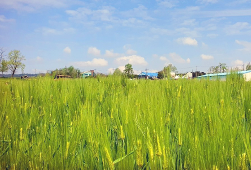 [상품코드 3399] 당일 - 고창보리밭+유채꽃 [KTX][SRT] 고창 청보리밭 & 부안 수성당 유채꽃ㆍ동백꽃 미식 하루 기차여행 (가이드동행)[중식,석식제공]