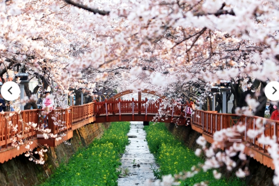 [상품코드 3349] 당일 - 진해벚꽃기차여행 [KTX] 벚꽃의 정석! 진해 벚꽃 하루 기차여행 (가이드동행)[중식제공]