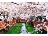 [상품코드 3349] 당일 - 진해벚꽃기차여행 [KTX] 벚꽃의 정석! 진해 벚꽃 하루 기차여행 (가이드동행)[중식제공]