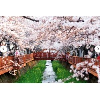 [상품코드 3349] 당일 - 진해벚꽃기차여행 [KTX] 벚꽃의 정석! 진해 벚꽃 하루 기차여행 (가이드동행)[중식제공]