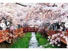 [상품코드 3349] 당일 - 진해벚꽃기차여행 [KTX] 벚꽃의 정석! 진해 벚꽃 하루 기차여행 (가이드동행)[중식제공]