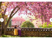 [상품코드 3369] 당일 - 매화+벚꽃+순천만여행 [KTX] 순천 선암사 홍매화ㆍ겹벚꽃 & 순천만국가정원 하루 기차여행 (가이드동행)[중식,석식제공]