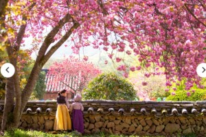 [상품코드 3369] 당일 - 매화+벚꽃+순천만여행 [KTX] 순천 선암사 홍매화ㆍ겹벚꽃 & 순천만국가정원 하루 기차여행 (가이드동행)[중식,석식제공]