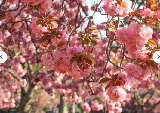 [상품코드 3351] 당일 - 경주왕벚꽃기차여행 [KTX / SRT 수원출발] 천년고도 경주 봄꽃나들이 & 세계문화유산 지식 가이드 기차여행(가이드동행)[중식,석식제공]