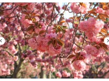 [상품코드 3351] 당일 - 경주왕벚꽃기차여행 [KTX / SRT 수원출발] 천년고도 경주 봄꽃나들이 & 세계문화유산 지식 가이드 기차여행(가이드동행)[중식,석식제공]