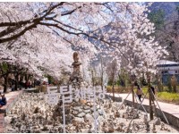[상품코드 7399] 당일 - 마이산 벚꽃여행 마이산 탑사 벚꽃&월영산 출렁다리(당일)[부산,동대구,울산,창원,포항,서울,수원,대전 출발](석식제공)