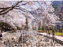 [상품코드 7399] 당일 - 마이산 벚꽃여행 마이산 탑사 벚꽃&월영산 출렁다리(당일)[부산,동대구,울산,창원,포항,서울,수원,대전 출발](석식제공)