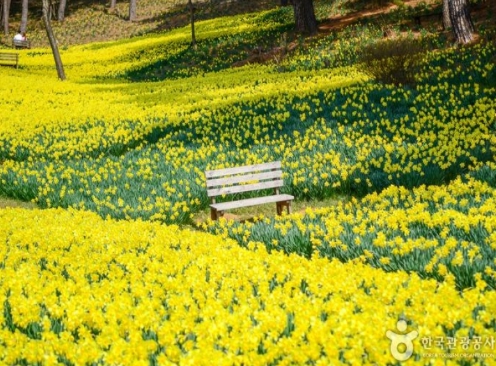 [상품코드 7299] 당일 - 수선화기차여행 서산 유기방 가옥 수선화&예산 수덕사[부산,동대구,울산,창원,서울,천안아산,목포,광주송정,익산출발](중식제공)