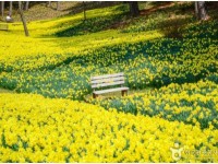 [상품코드 7299] 당일 - 수선화기차여행 서산 유기방 가옥 수선화&예산 수덕사[부산,동대구,울산,창원,서울,천안아산,목포,광주송정,익산출발](중식제공)