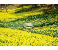 [상품코드 7299] 당일 - 수선화기차여행 서산 유기방 가옥 수선화&예산 수덕사[부산,동대구,울산,창원,서울,천안아산,목포,광주송정,익산출발](중식제공)