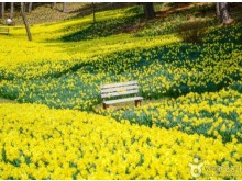 [상품코드 7299] 당일 - 수선화기차여행 서산 유기방 가옥 수선화&예산 수덕사[부산,동대구,울산,창원,서울,천안아산,목포,광주송정,익산출발](중식제공)