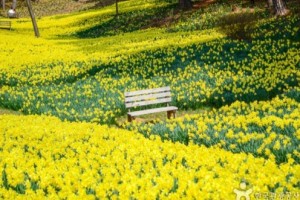 [상품코드 7299] 당일 - 수선화기차여행 서산 유기방 가옥 수선화&예산 수덕사[부산,동대구,울산,창원,서울,천안아산,목포,광주송정,익산출발](중식제공)