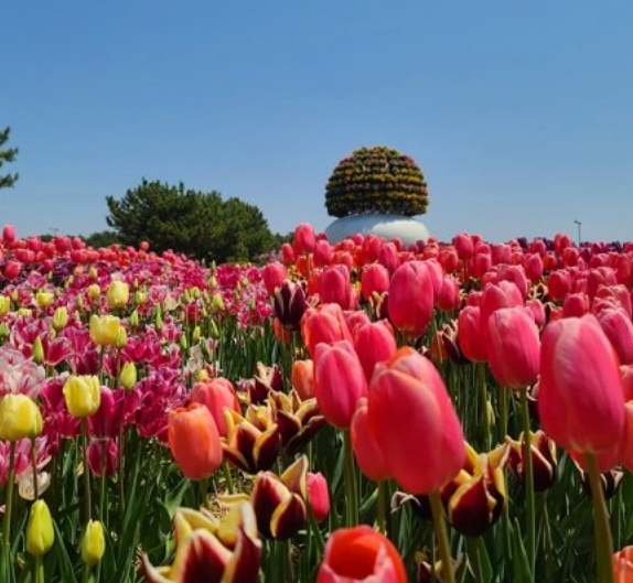 [상품코드 6679] 당일 - 튤립축제여행 무궁화호/봄꽃 2026 태안 튤립축제&안면도 자연휴양림&꽃지해변 당일 기차여행