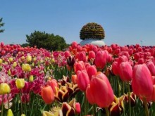 [상품코드 6679] 당일 - 튤립축제여행 무궁화호/봄꽃 2026 태안 튤립축제&안면도 자연휴양림&꽃지해변 당일 기차여행