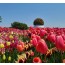 [상품코드 6679] 당일 - 튤립축제여행 무궁화호/봄꽃 2026 태안 튤립축제&안면도 자연휴양림&꽃지해변 당일 기차여행